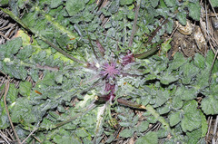 Mantisalca cabezudoi