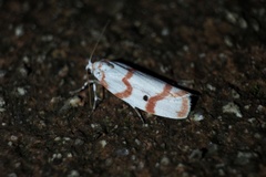 Cyana hamata