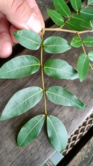 Copaifera langsdorffii