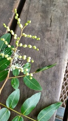 Copaifera langsdorffii