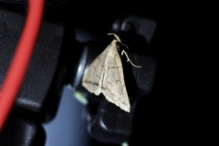 Zanclognatha griselda