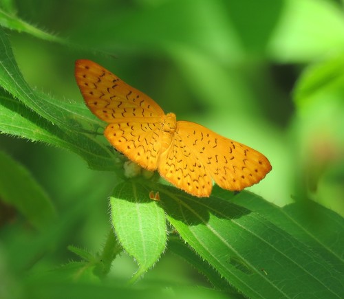 Emesis fatimella fatimella