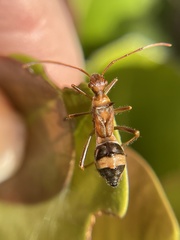 Hyalymenus longispinus
