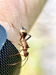 Hyalymenus longispinus