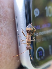 Hyalymenus longispinus