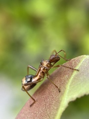 Hyalymenus longispinus