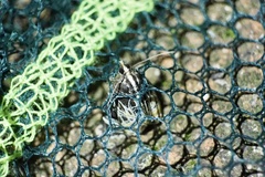 Evecliptopera illitata