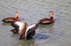 Dendrocygna autumnalis