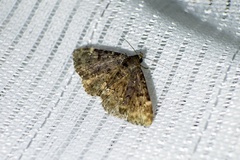 Diomea cremata