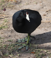 Fulica americana