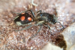 Traumatomutilla moesta