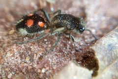 Traumatomutilla moesta