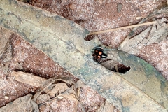 Traumatomutilla moesta