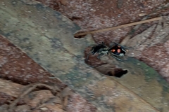 Traumatomutilla moesta