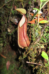 Nepenthes tentaculata