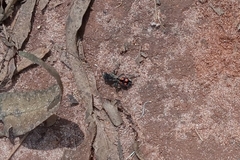 Traumatomutilla moesta