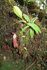 Nepenthes tentaculata