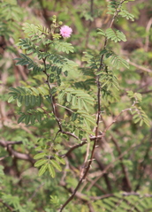 Mimosa asperata