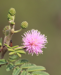 Mimosa asperata