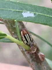 Pachybrachis bivittatus