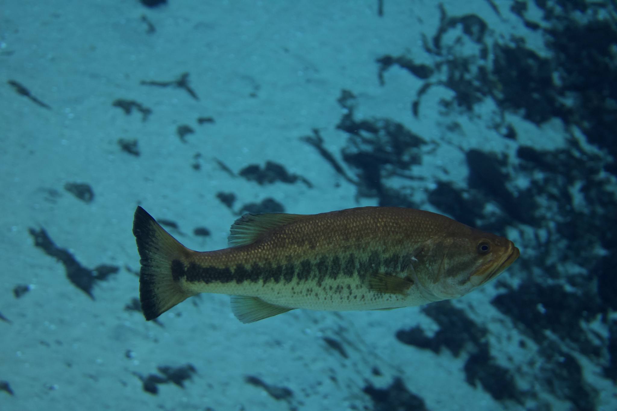 Florida largemouth bass (Micropterus salmoides floridanus) - Species Profile