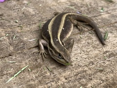 Liolaemus cyanogaster