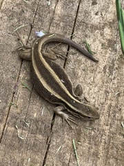 Liolaemus cyanogaster