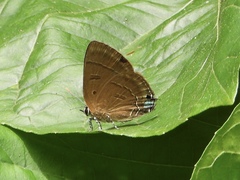 Rapala pheretima sequeira