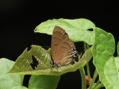 Rapala pheretima sequeira