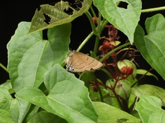 Rapala pheretima sequeira