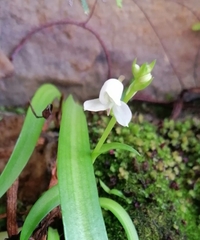 Disa uncinata