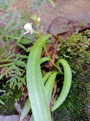 Disa uncinata