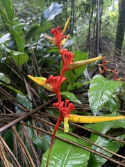 Heliconia richardiana