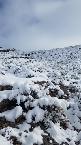 Elk photographed in Nevada