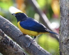 Euphonia xanthogaster