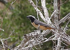 Saltator orenocensis