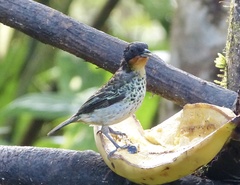 Ixothraupis rufigula