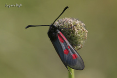 Zygaena viciae