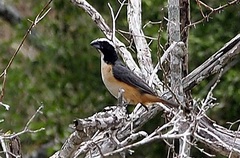 Saltator orenocensis