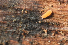 Bilobella