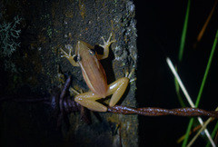 Scinax squalirostris