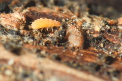 Bilobella