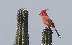 Cardinalis phoeniceus