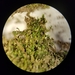 Lophozia silvicola - Photo (c) Dr. Sean Haughian, μερικά δικαιώματα διατηρούνται (CC BY-NC), uploaded by Dr. Sean Haughian