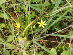 Gagea granatellii