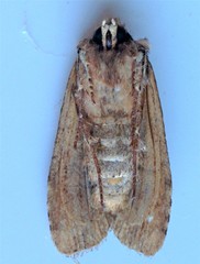Lithophane hemina