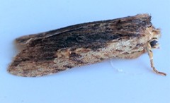 Lithophane hemina