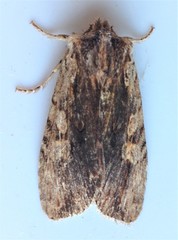 Lithophane hemina