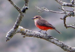 Pyrocephalus rubinus