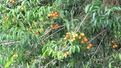 Garcinia brasiliensis